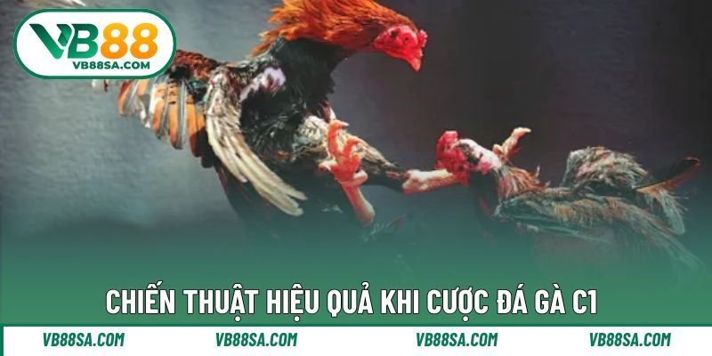 Chiến thuật để thắng lớn trong mỗi ván cược đá gà