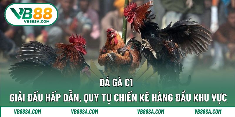 Đá gà C1