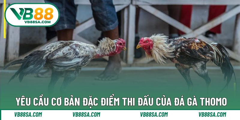 Yêu cầu đặc điểm thi đấu gà Thomo hấp dẫn